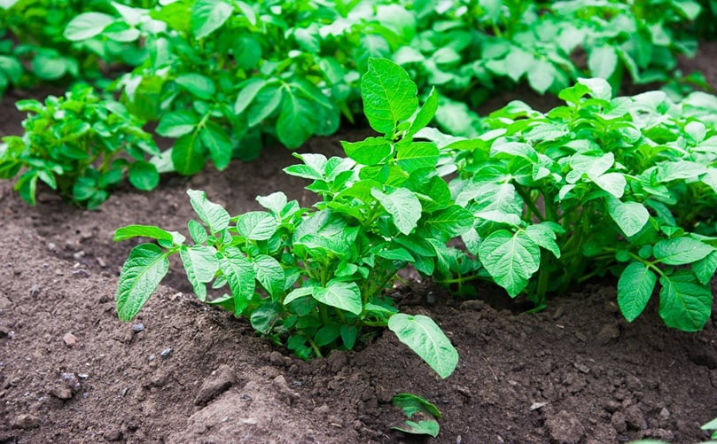 Vigorous Potato Plants Thriving with Precision Liquid Nutrition Vigorous Potato Plants Thriving with Precision Liquid Nutrition