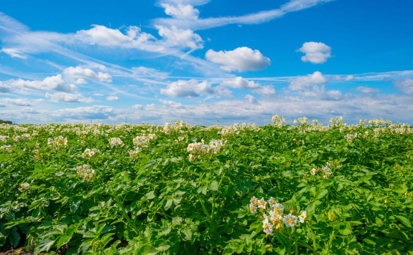 Field Performance of Potato (Solanum tuberosum L.) Reflecting Breeding Objectives for Yield, Stress Tolerance and Crop Uniformity” Field Performance of Potato (Solanum tuberosum L.) Reflecting Breeding Objectives for Yield, Stress Tolerance and Crop Uniformity”