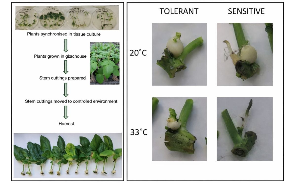 The workflow of the stem cutting tuberisation assay (left). Effect of heat stress on tuberisation potential (right): Tolerant potato varieties form a tuber both at the high and the low temperature, sensitive varieties only at the lower temperature.
