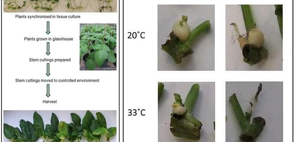 Making a potato variety heat tolerant could be as simple as switching a single gene