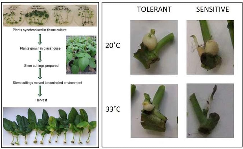 The workflow of the stem cutting tuberisation assay (left). Effect of heat stress on tuberisation potential (right): Tolerant potato varieties form a tuber both at the high and the low temperature, sensitive varieties only at the lower temperature.