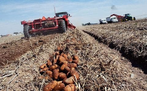 Esta Pérdida Además, Impacta Directamente a los Cerca de 20 mil Empleos Directos e Indirectos que Genera el Cultivo de Papa en esta Región de México.
Esta Pérdida Además, Impacta Directamente a los Cerca de 20 mil Empleos Directos e Indirectos que Genera el Cultivo de Papa en esta Región de México.