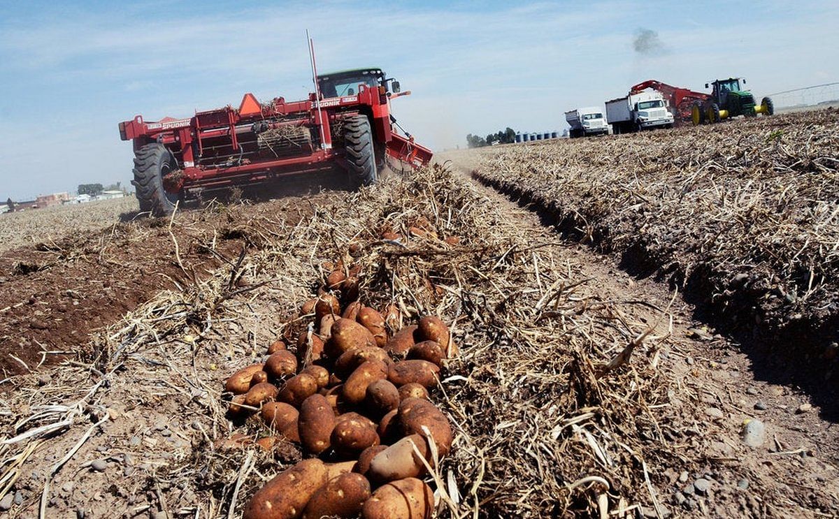 Esta Pérdida Además, Impacta Directamente a los Cerca de 20 mil Empleos Directos e Indirectos que Genera el Cultivo de Papa en esta Región de México.
