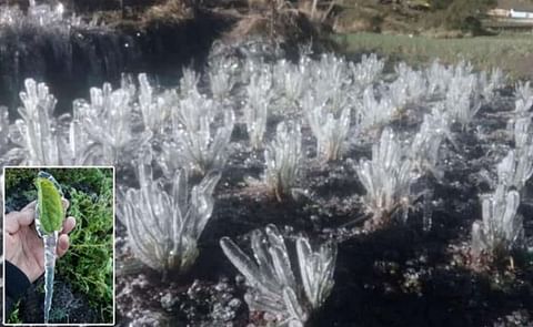 Son varios los departamentos afectados por las temperaturas extremadamente bajas. Son varios los departamentos afectados por las temperaturas extremadamente bajas.