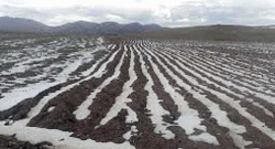 Bolivia: Heladas en Potosí afectan a 2.000 familias y al 50% de los cultivos