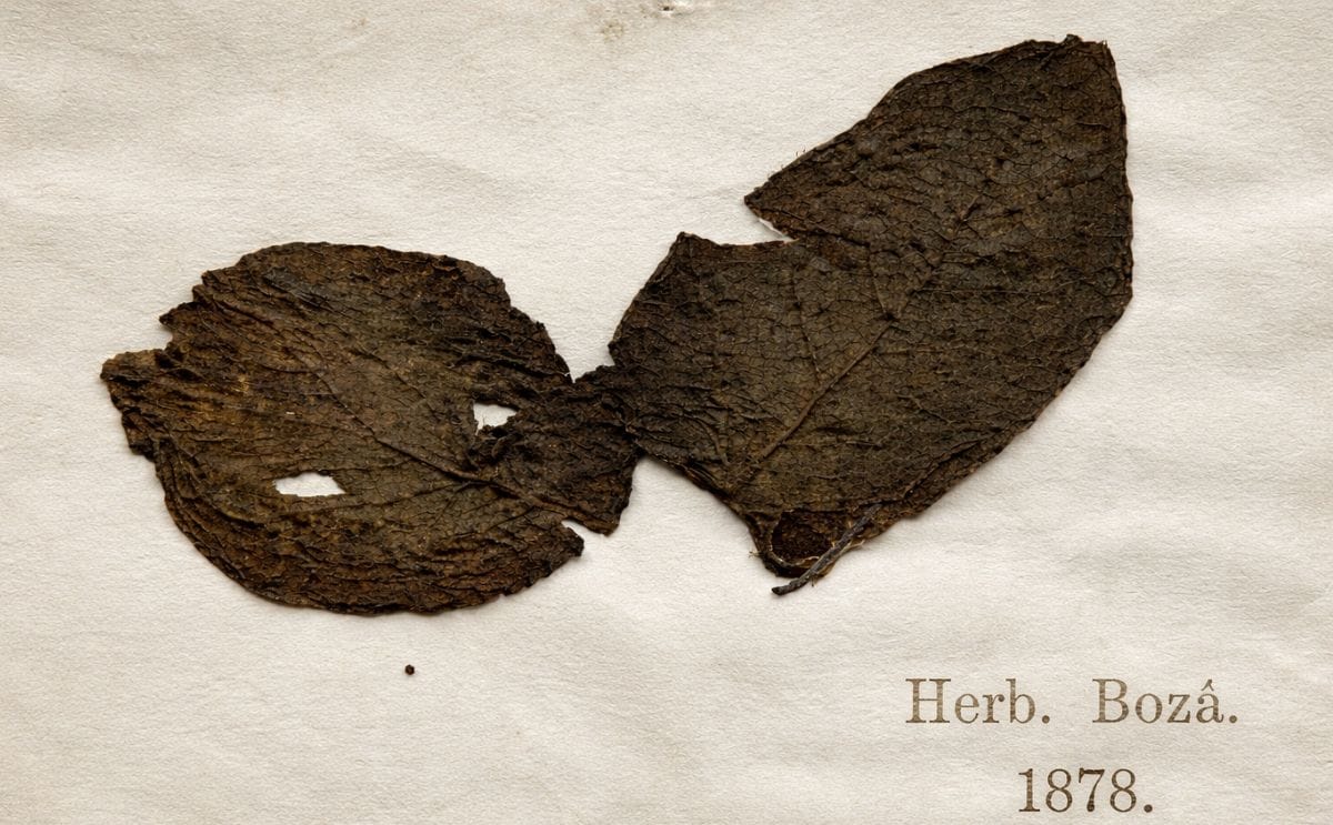 Muestra de planta afectada por el tizón tardío que se conserva en el herbario Kew Garden desde 1847. Muestra de planta afectada por el tizón tardío que se conserva en el herbario Kew Garden desde 1847.