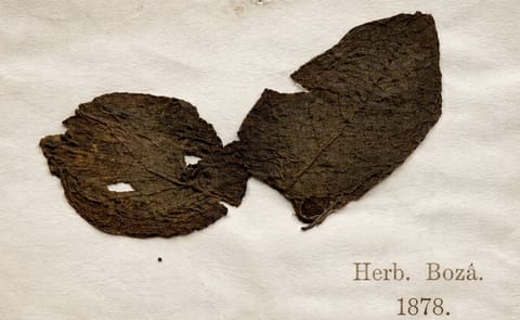 Identificado el hongo asesino de un millón de personas Identificado el hongo asesino de un millón de personas