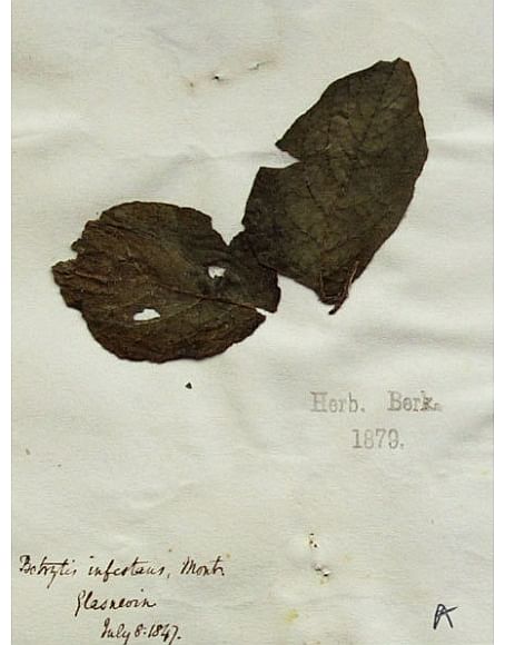 A potato specimen from the Kew Garden herbarium, collected in 1847, during the height of the Irish famine. The legend reads “Botrytis infestans”, because it was not known yet that Phytophthora does not belong to the mildew causing Botrytis fungi.