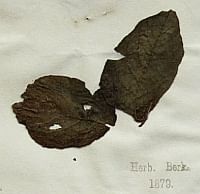 “Whodunnit” of Irish potato famine solved