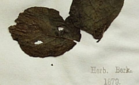 Identificado el hongo asesino de un millón de personas Identificado el hongo asesino de un millón de personas