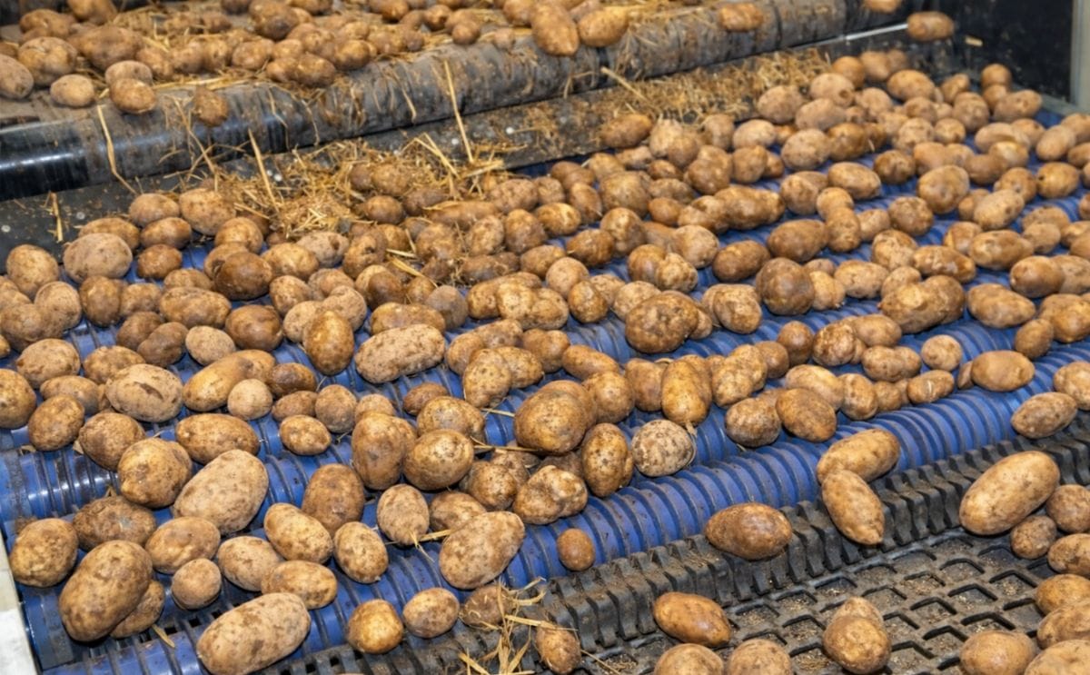 Herbert Variclean helps potato growers in hard winter conditions Herbert Variclean helps potato growers in hard winter conditions