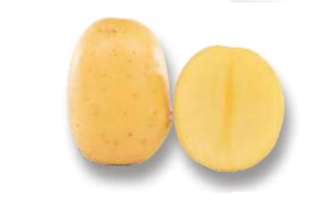 HERBSTGOLD HERBSTGOLD