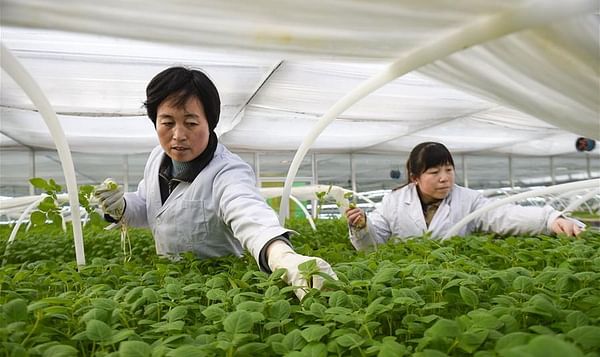 Across China: Hi-tech Potato Industry Boosts Poverty Alleviation