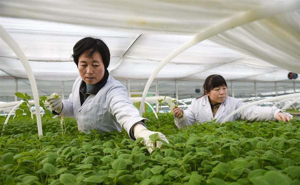 Across China: Hi-tech Potato Industry Boosts Poverty Alleviation Across China: Hi-tech Potato Industry Boosts Poverty Alleviation