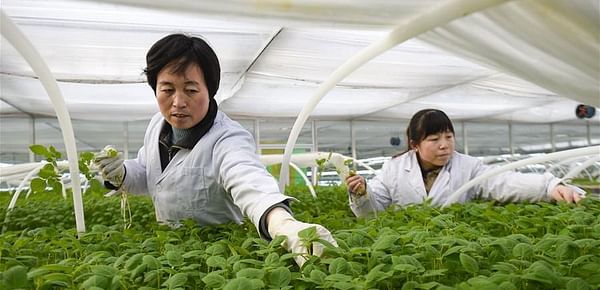 Across China: Hi-tech Potato Industry Boosts Poverty Alleviation