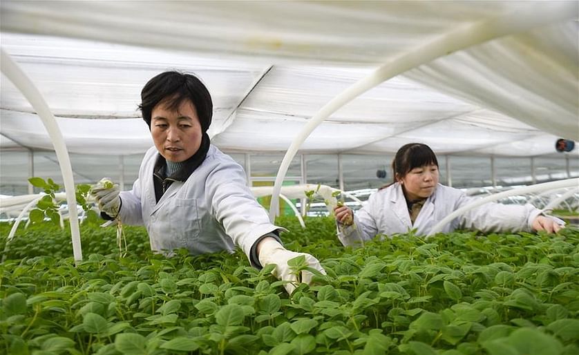 Across China: Hi-tech Potato Industry Boosts Poverty Alleviation (Courtesy: News.cn )
