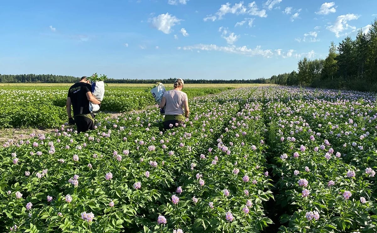 High-grade seed potato production in northern Finland, where cool growing conditions and low aphid pressure provide an advantage for maintaining healthy seed as climate change increases virus pressure in Europe.