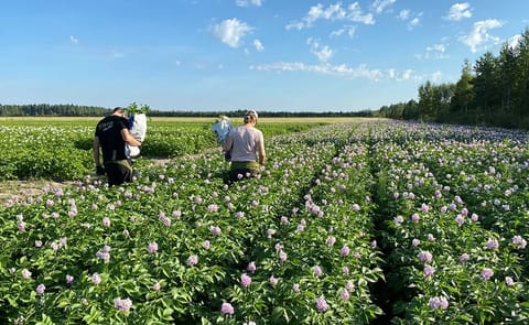 High-grade seed potato production in northern Finland, where cool growing conditions and low aphid pressure provide an advantage for maintaining healthy seed as climate change increases virus pressure in Europe. High-grade seed potato production in northern Finland, where cool growing conditions and low aphid pressure provide an advantage for maintaining healthy seed as climate change increases virus pressure in Europe.