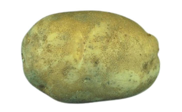 HILITE RUSSET HILITE RUSSET