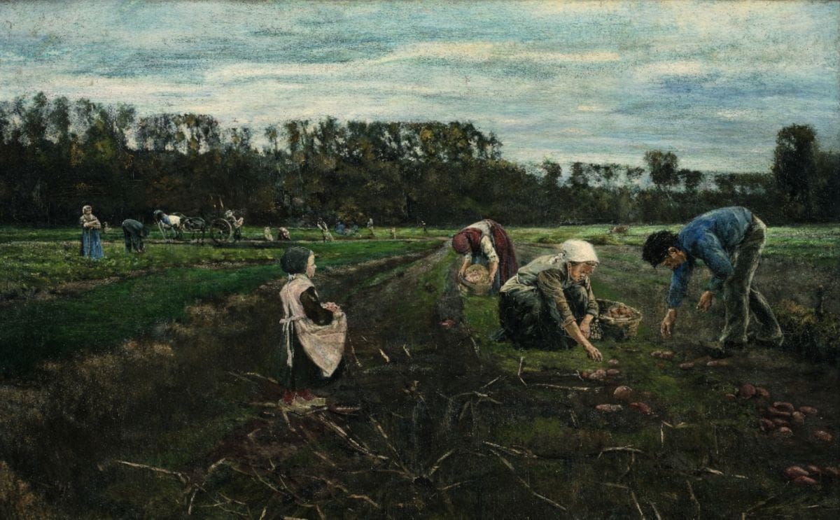 Historia de la papa en el mundo Historia de la papa en el mundo