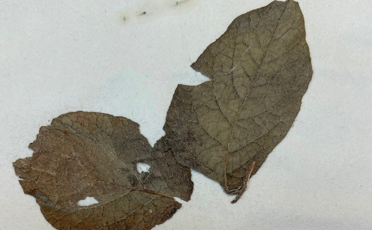 A historic potato plant specimen collected by David Moore from the National Botanic Garden in Glasnevin, Ireland showing disease effects. (Courtesy: NC State University) A historic potato plant specimen collected by David Moore from the National Botanic Garden in Glasnevin, Ireland showing disease effects. (Courtesy: NC State University)