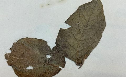 A historic potato plant specimen collected by David Moore from the National Botanic Garden in Glasnevin, Ireland showing disease effects. (Courtesy: NC State University) A historic potato plant specimen collected by David Moore from the National Botanic Garden in Glasnevin, Ireland showing disease effects. (Courtesy: NC State University)