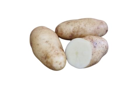 HOKKAI KOGANE HOKKAI KOGANE