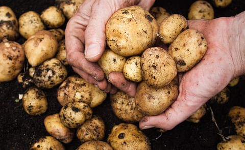 Potatoes on hand Potatoes on hand