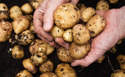 Potatoes on hand Potatoes on hand
