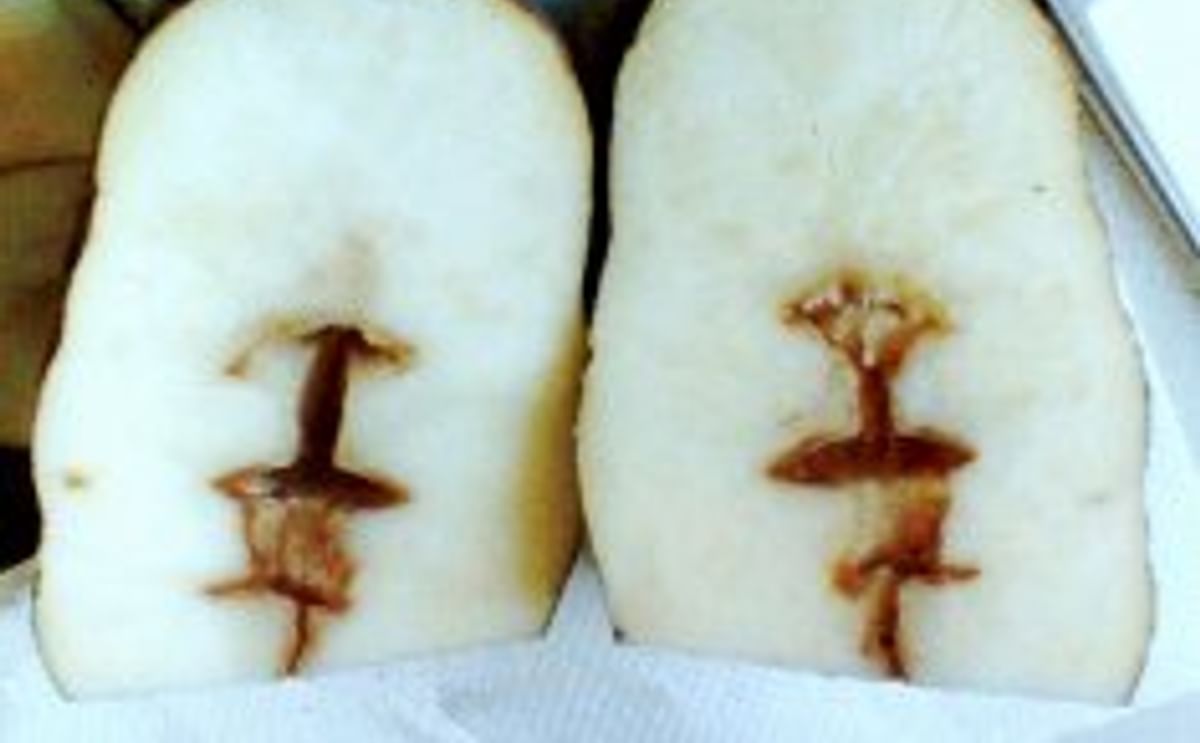 Hollow heart in potato (Courtesy of Manitoba Agriculture Hollow heart in potato (Courtesy of Manitoba Agriculture