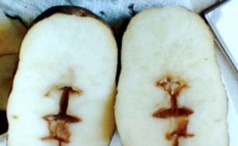 Groot risico op holheid in aardappelen dit jaar Groot risico op holheid in aardappelen dit jaar