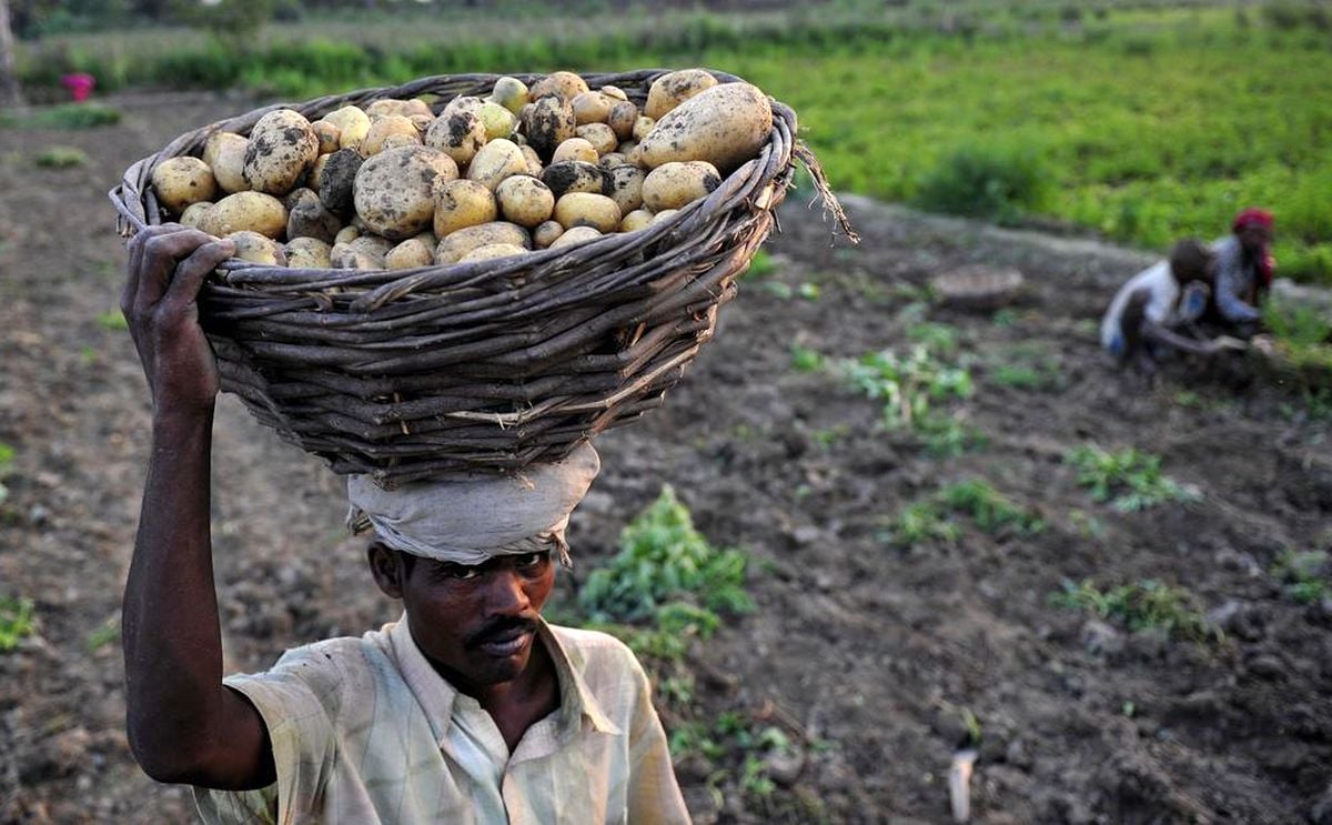 In Jharkhand, a homegrown innovation is driving up potato farmers' incomes In Jharkhand, a homegrown innovation is driving up potato farmers' incomes