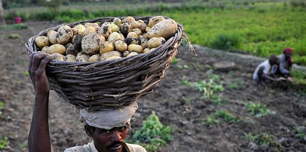 In Jharkhand, a homegrown innovation is driving up potato farmers&#039; incomes