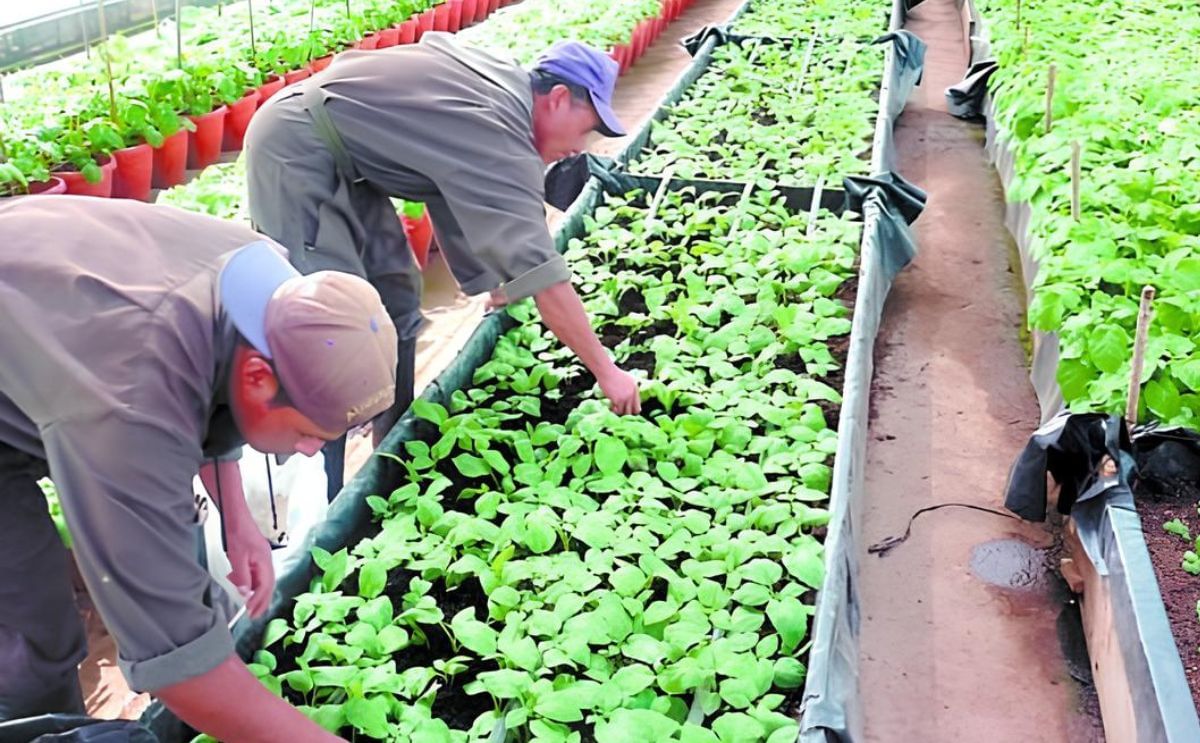 Honduras: Alcaldías buscan asumir control de centro experimental de papa Honduras: Alcaldías buscan asumir control de centro experimental de papa