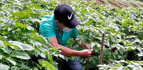 Honduras: Fortalecerán rubro de la papa con cuatro nuevas variedades.