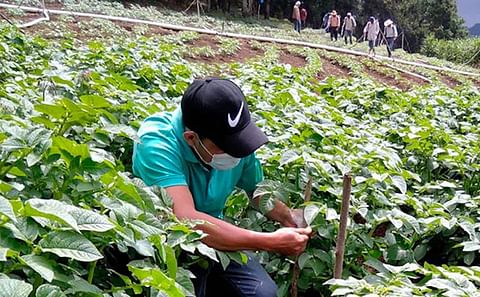 Honduras: Fortalecerán rubro de la papa con cuatro nuevas variedades.