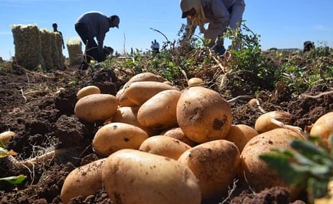 Honduras cubre la demanda nacional de papa y podría empezar a exportar Honduras cubre la demanda nacional de papa y podría empezar a exportar