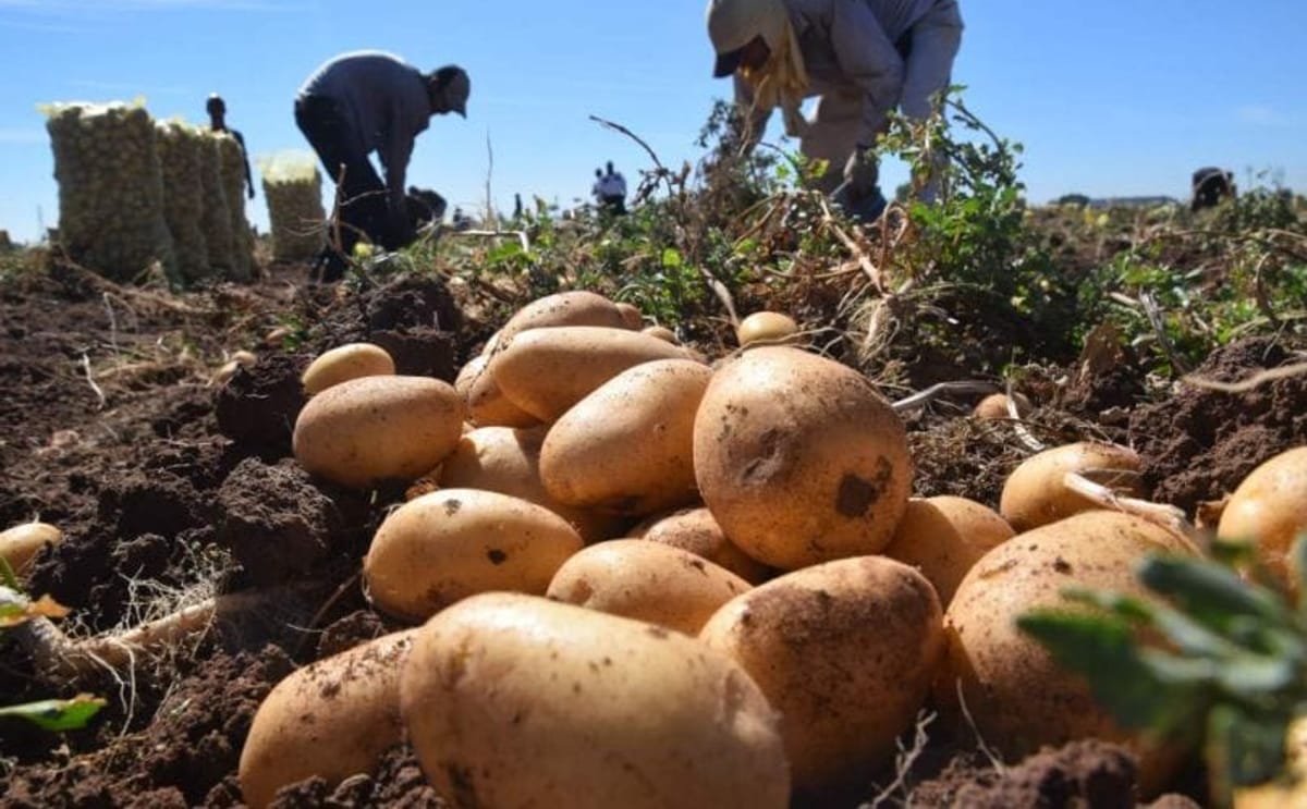 Honduras cubre la demanda nacional de papa y podría empezar a exportar Honduras cubre la demanda nacional de papa y podría empezar a exportar