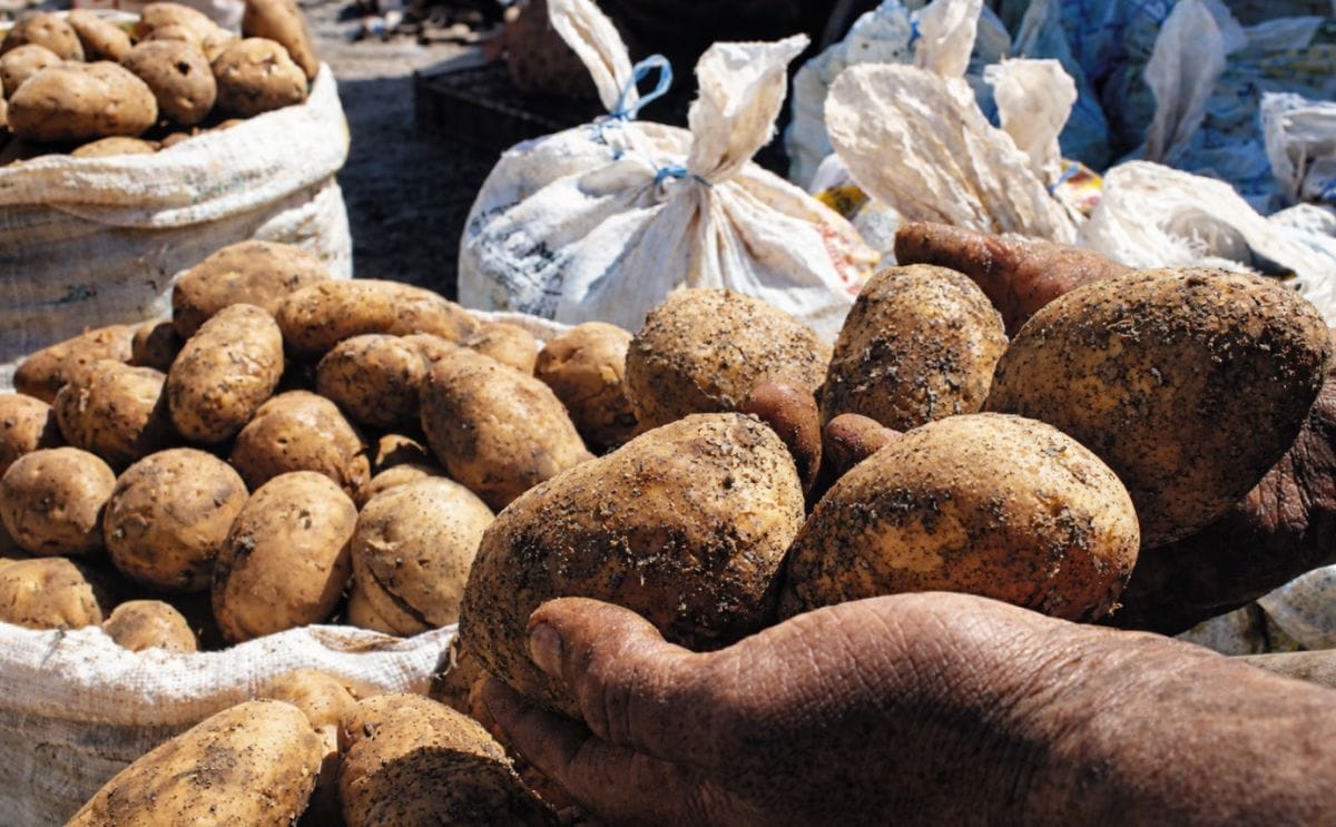 Honduras disminuirá importación de semilla de aguacate y papa Honduras disminuirá importación de semilla de aguacate y papa