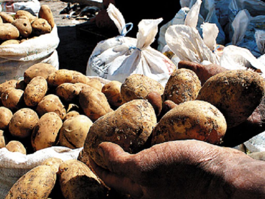 Honduras disminuirá importación de semilla de aguacate y papa