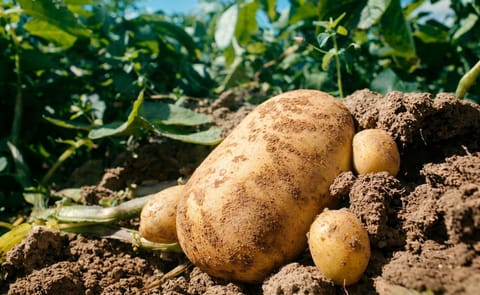 Honduras no seguiría importando semilla de papa Honduras no seguiría importando semilla de papa