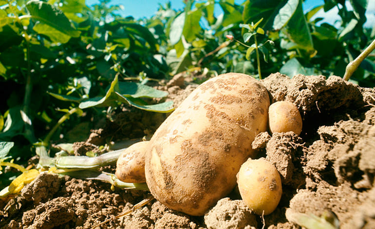 Honduras no seguiría importando semilla de papa