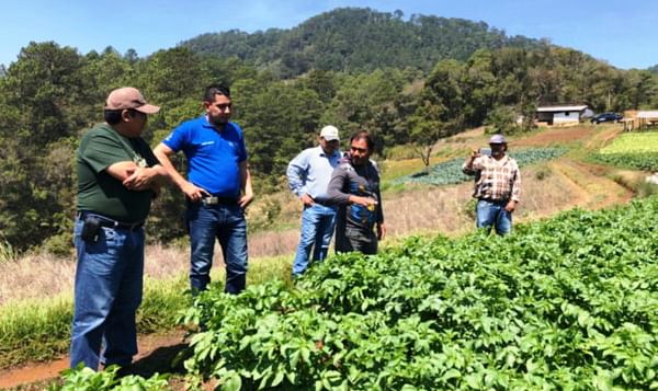Con variedades propias, Honduras se apresta a mejorar ingresos de agricultores de papa