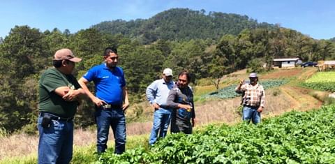 Con variedades propias, Honduras se apresta a mejorar ingresos de agricultores de papa