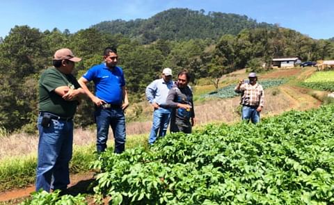 Con variedades propias, Honduras se apresta a mejorar ingresos de agricultores de papa Con variedades propias, Honduras se apresta a mejorar ingresos de agricultores de papa