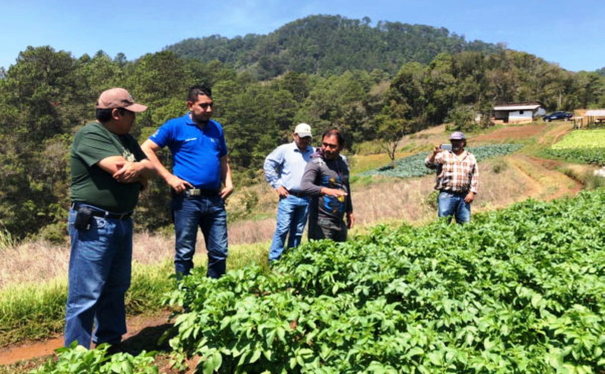 Se reunen empresarios con técnicos para identificar socios en la comercialización de semilla de papa canadiense en Honduras.