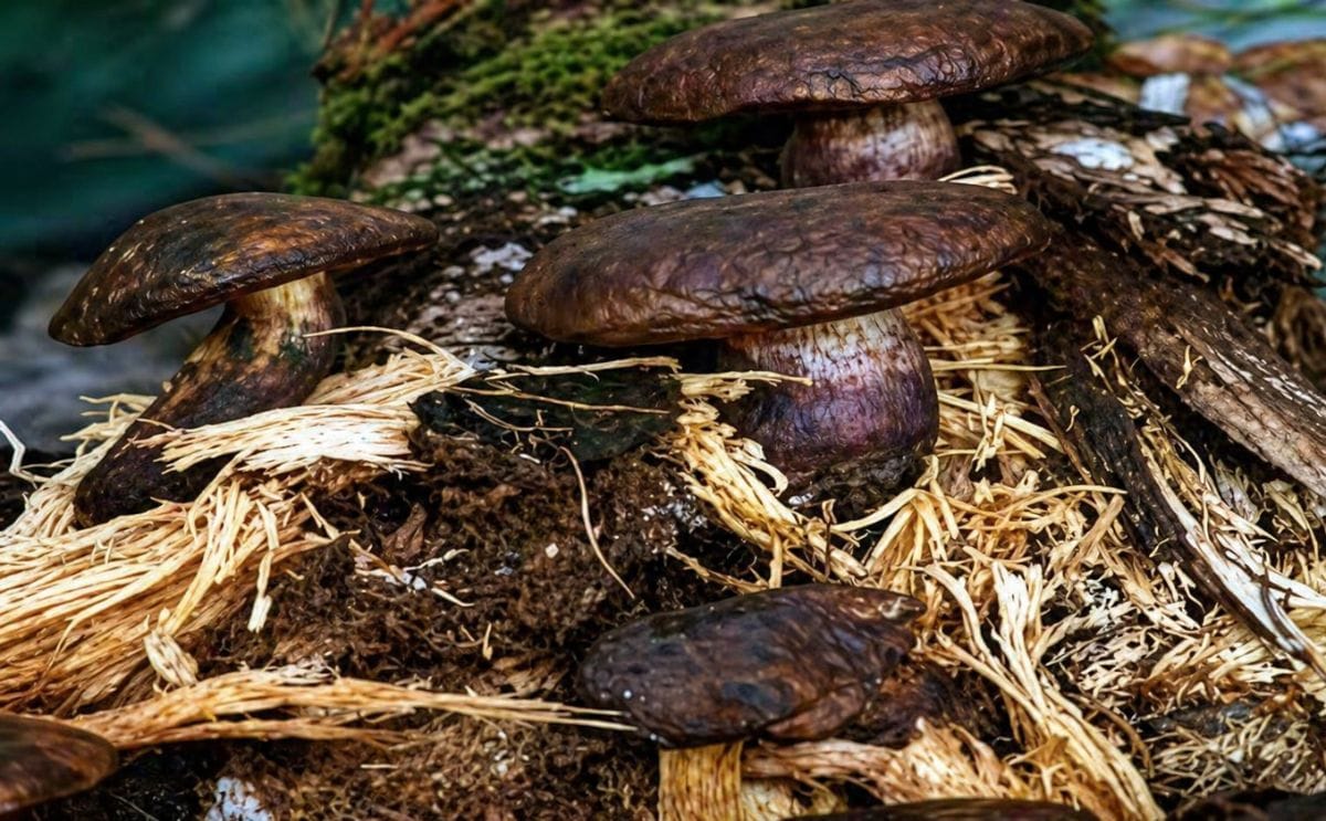 Hongos provocan infección y extinción de especies