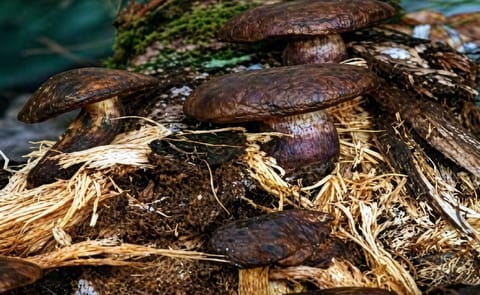 Hongos provocan infección y extinción de especies Hongos provocan infección y extinción de especies