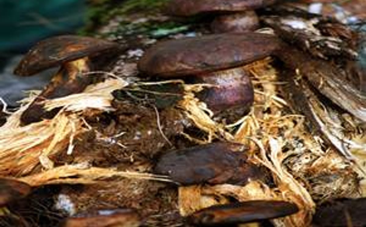 Hongos provocan infección y extinción de especies Hongos provocan infección y extinción de especies