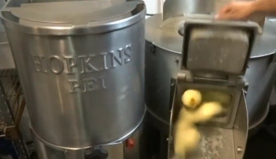 Video showing the gain in time and effeciency that can be made with the Hopkins (restaurant) peeler and french fry cutter (Source: Hopkins PEI) Video showing the gain in time and effeciency that can be made with the Hopkins (restaurant) peeler and french fry cutter (Source: Hopkins PEI)